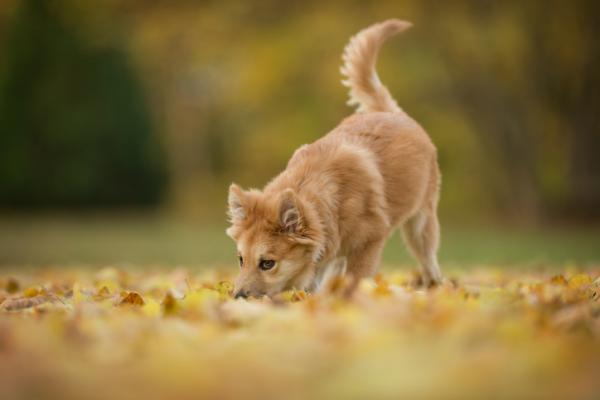 Canine pensum pensum - Canine etologi