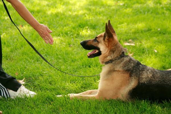 Hundeopplæringsplan - Hundetrening