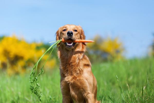 Avføringsmidler for hunder - Medisiner, doser og typer - Naturlige avføringsmidler for hunder