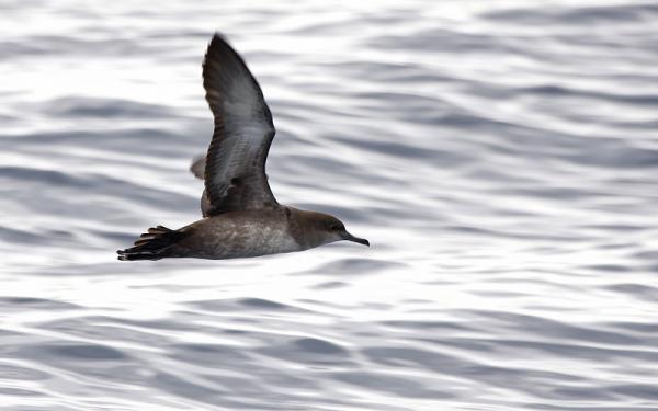 Fugler i fare for utryddelse i Spania - Balearisk skjærvann