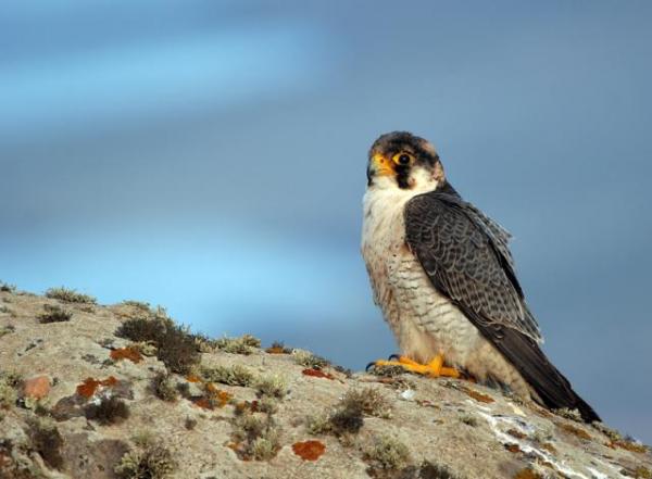 Fugler i fare for utryddelse i Spania - Tagarote hauk