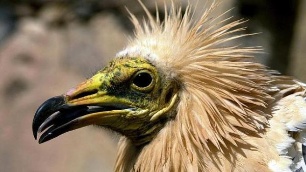 Fugler i fare for utryddelse i Spania - Kanarisk egyptisk gribb