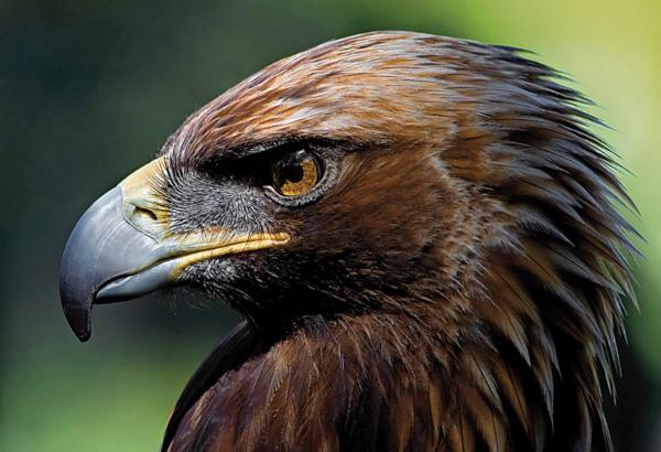 Fugler i fare for utryddelse i Spania - Iberian Imperial Eagle 