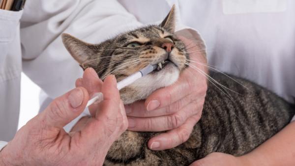 Meloksikam for katter - Hva det er for, dosering og bivirkninger - Dosering av meloksikam for katter
