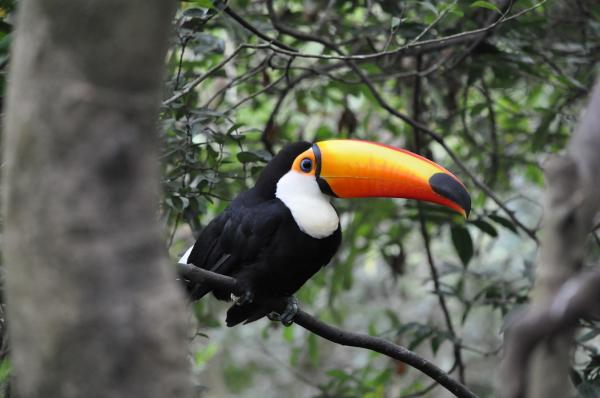 De 12 mest truede dyrene i Honduras - 8. Toucan