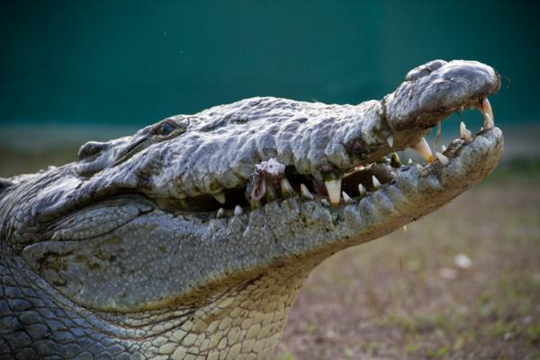 De 12 mest truede dyrene i Honduras - 6. Amerikansk krokodille