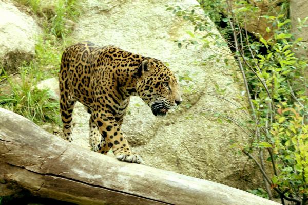 De 12 mest truede dyrene i Honduras - 5. Jaguar