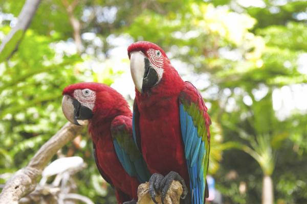 De 12 mest truede dyrene i Honduras - 4. Scarlet macaw 