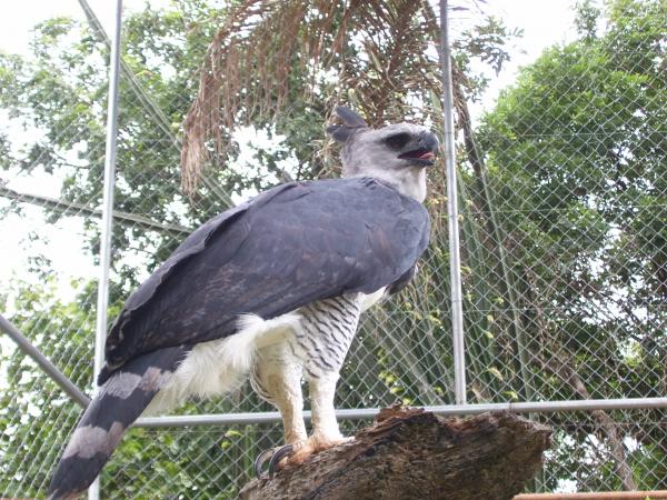 De 12 mest truede dyrene i Honduras - 7. Crested Eagle