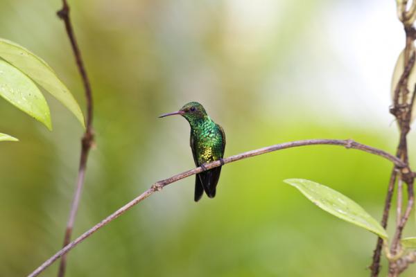 De 12 mest truede dyrene i Honduras - 9. Emerald Hummingbird