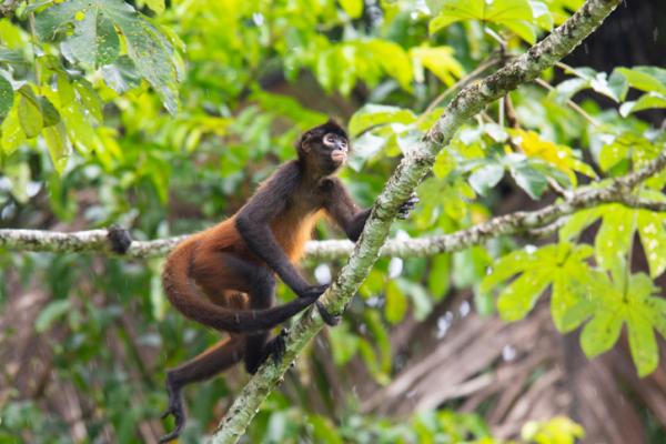 De 12 mest truede dyrene i Honduras - 11. Spider Monkey