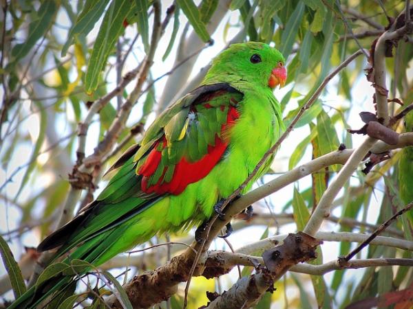 Navn på australske papegøyer - Navn på australske papegøyer