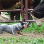 1630690030 413 Australian Cattle Dog eller Australian Cattle Dog