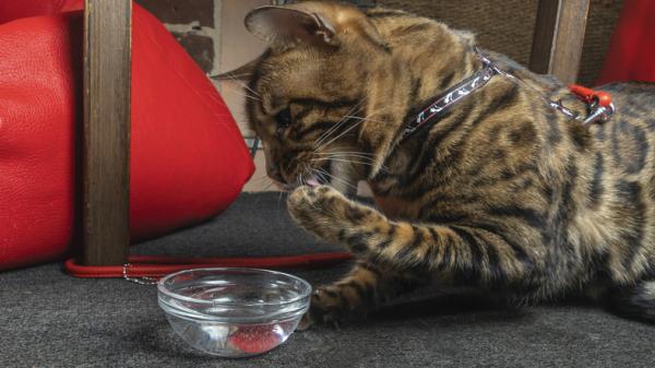 Hvorfor drikker katten min vann med poten?  - Årsaker til at katter drikker vann med potene