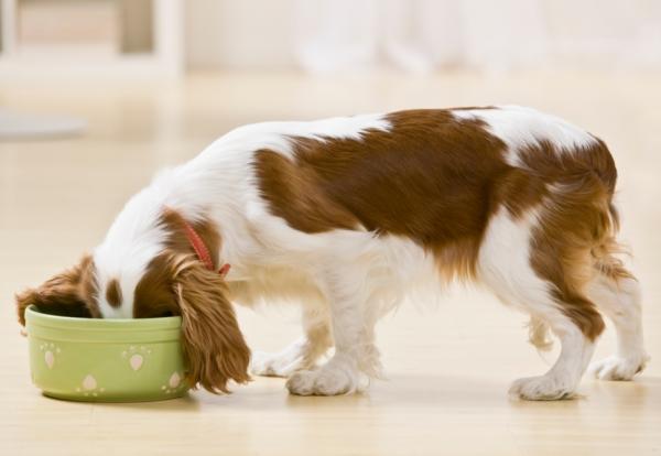 Diett for hunder med diabetes - 4. Kombiner alle ingrediensene og ikke glem å tilsette yoghurten.