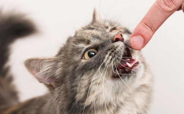 15 ting du bør vite om katter - 6. Katten din bestemmer når du slutter å skjemme bort ham