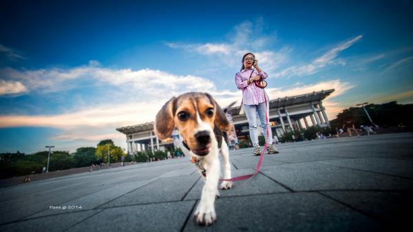 Beagle hundenavn - Tips for å velge et godt navn for hunden din