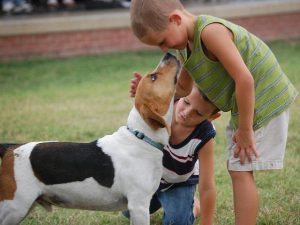 Beagle hundenavn - Beagle egenskaper