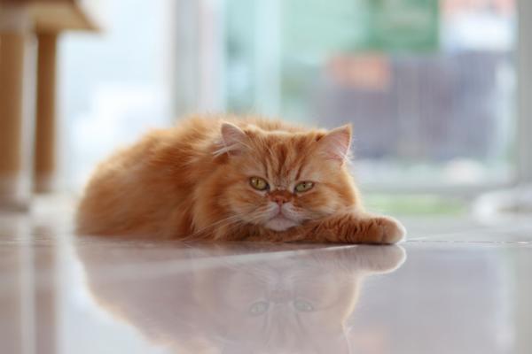 Orange katteraser - persisk katt