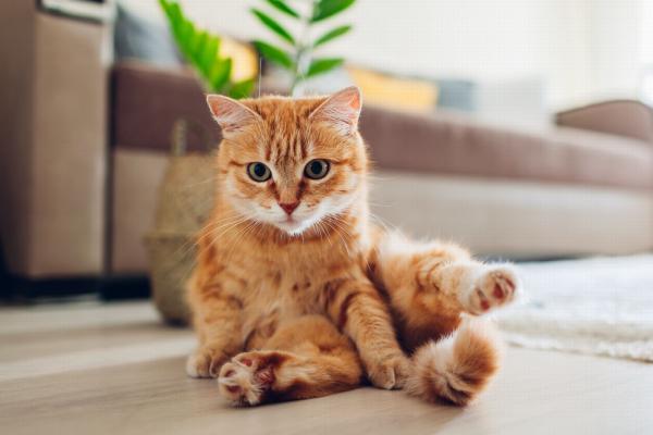 Orange katteraser - europeisk katt
