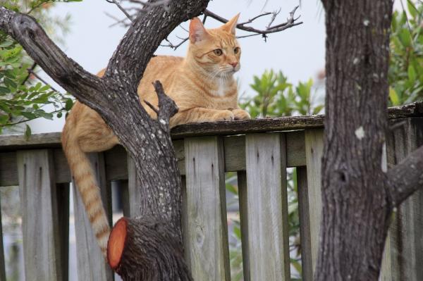 Oransje katteraser - Halvrasen katt
