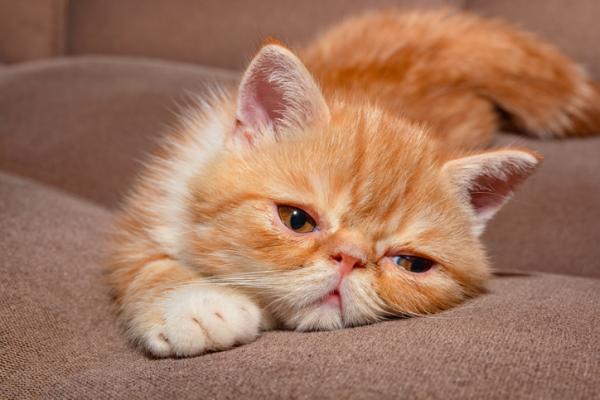 Orange katteraser - eksotisk katt