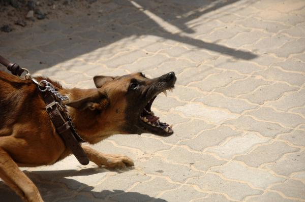 12 typer hundeaggresjon - 7. Forflyttet eller omdirigert aggresjon