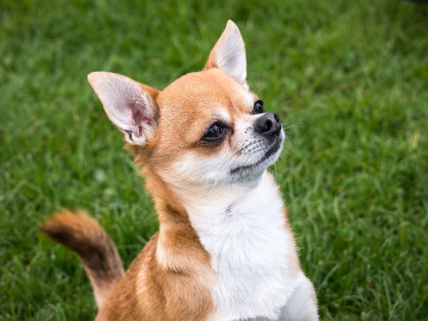 Chihuahua farger - AKC aksepterte Chihuahua farger