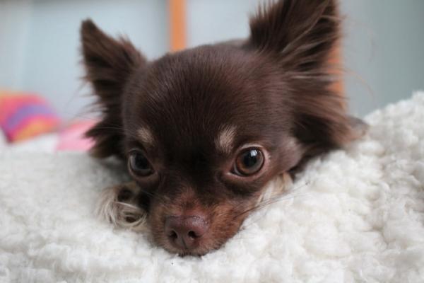 Chihuahua -farger - Sjokoladefarget Chihuahua