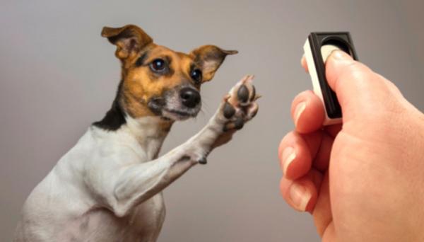 Slippkommandoen i hundetrening - Forskjeller mellom bruk av klikkeren og utgivelseskommandoen