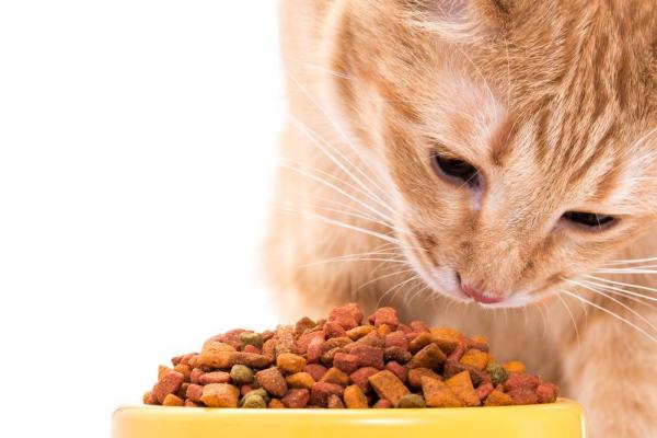 Daglig mengde kattemat - Hvor mye bør en eldre katt spise?