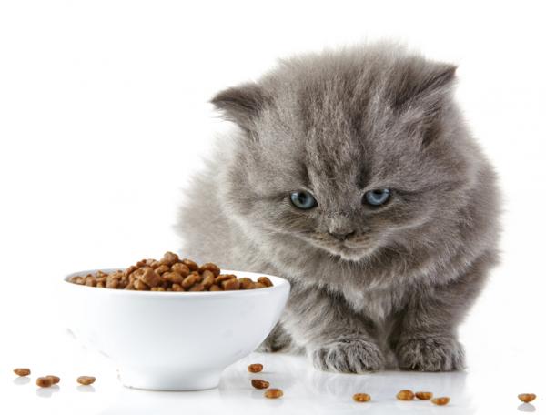 Daglig mengde kattemat - Hvor mye bør en valpekatt spise?