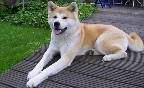 Er akita inu en farlig hund?  - Ikke gjør akita inu til en farlig hund