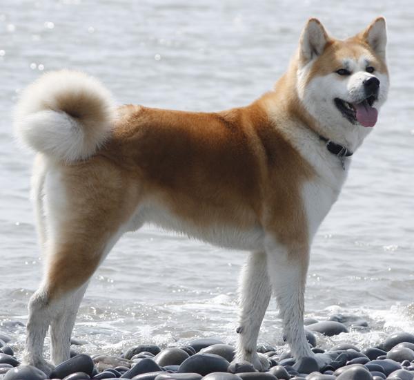 Er akita inu en farlig hund?  - Hvorfor regnes Akita Inu som en farlig hund?