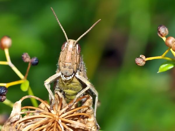 Hva spiser gresshopper?  - Fôring av brune og grønne gresshopper