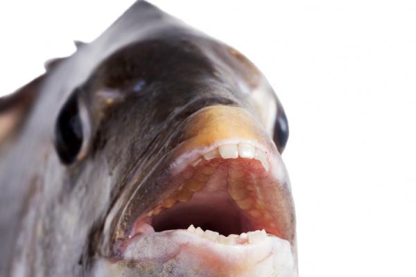 Fisk med tenner - Egenskaper og eksempler - Er det fisk med menneskelige tenner?