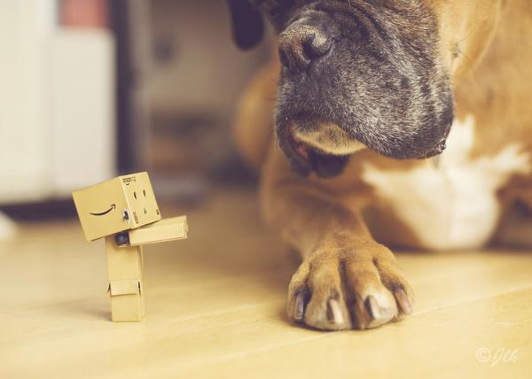 Bokserhundnavn - Mer om bokserhunden