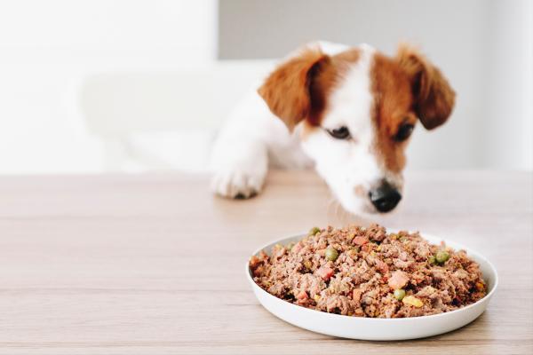 Er det godt å kombinere fôr med hjemmelaget mat?  - Kan jeg gi hunden min hjemmelaget mat?