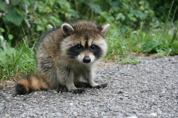 Raccoon Feeding - Omsorg for en Clueless Baby Raccoon
