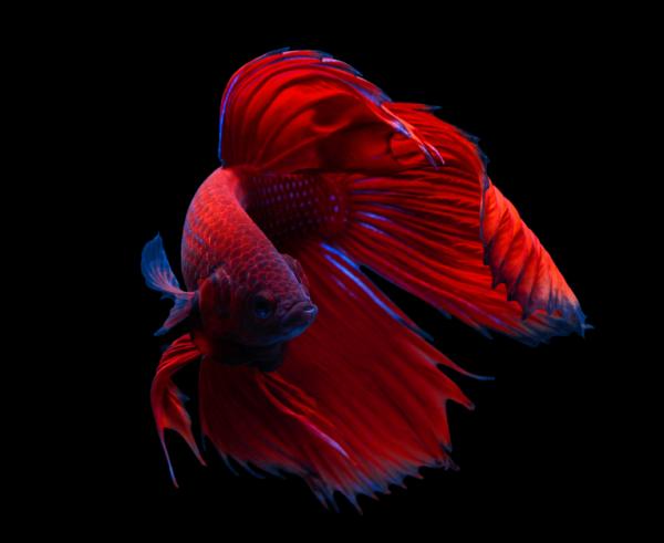 Navn på hann- og hunnbetta fisk - Navn på rød betta fisk