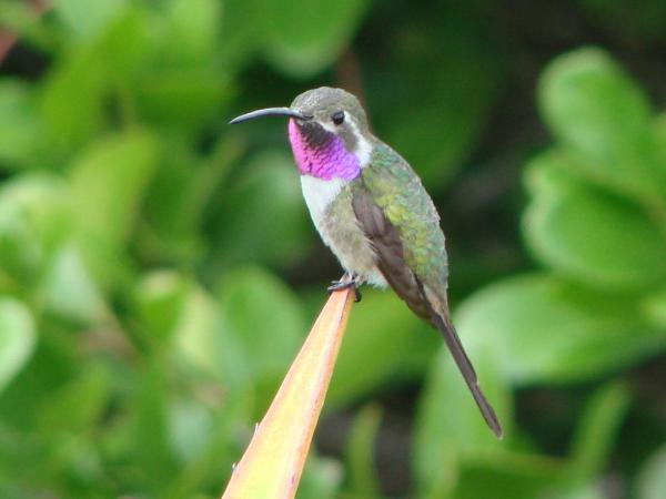 Truede dyr i Yucatán - Elisa's Hummingbird (Doricha eliza)