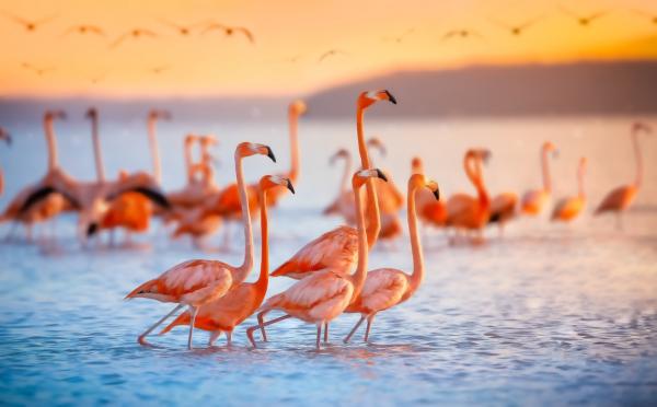 Truede dyr i Yucatán - Rosa flamingo (Phoenicopterus ruber) 