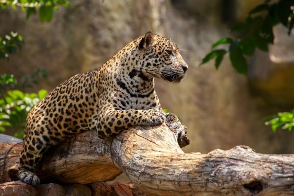 Truede dyr i Yucatan - Jaguar (Pantera onca)
