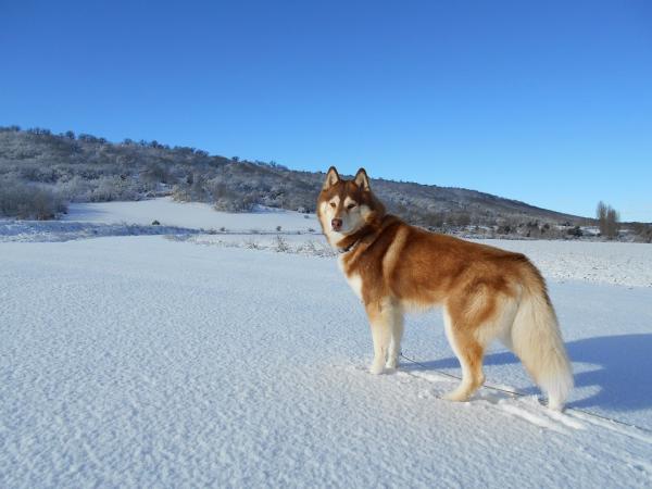 Fordeler med å eie en sibirisk husky - 3. Husky er kjent som en gåhund