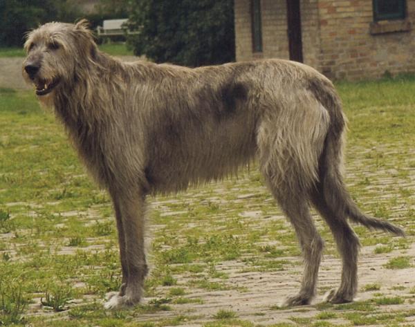 Hunden raser med de fleste helseproblemene - 5. Irsk sighthound