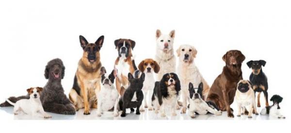 Hunderaser med flest helseproblemer - Har rasekattede hunder flere sykdommer?
