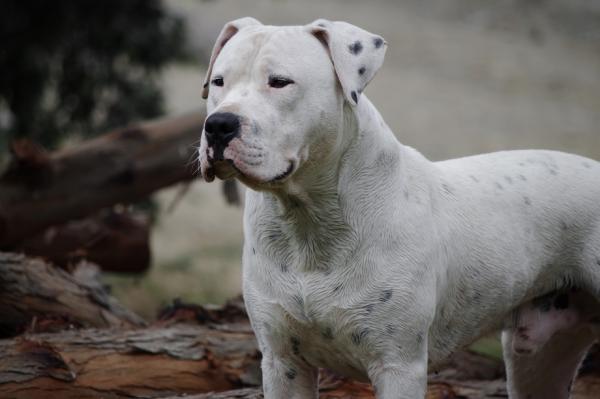 Raser av hunder med flest helseproblemer - 9. Dogo Argentino