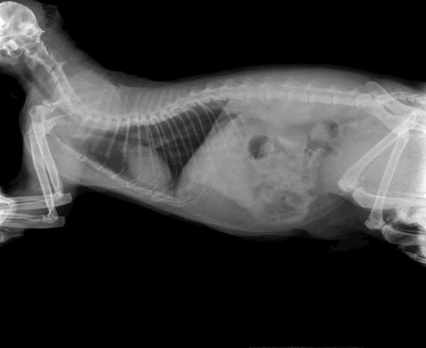 Tarmobstruksjon hos katter - Symptomer og behandling - Diagnose av tarmobstruksjon hos katter