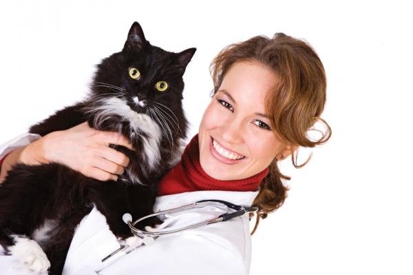 Prevensjonsmetoder for katter - Er du i tvil?  Sjekk med veterinæren din!