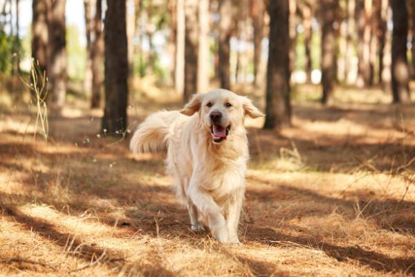 Høyt kolesterol hos hunder - årsaker, symptomer og behandling - hvordan unngå høyt kolesterol hos hunder? 